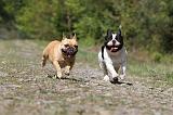 BOULEDOGUE FRANCAIS 427